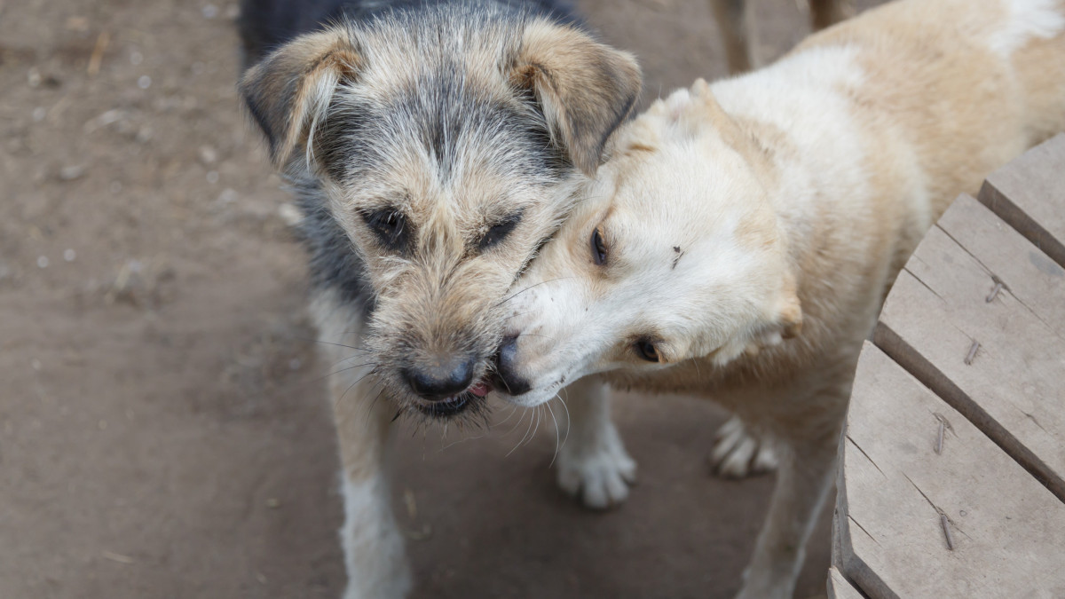  ©El.kz/Артем ЧУРСИНОВ 