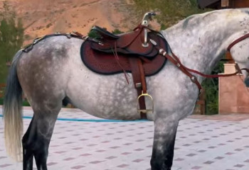 Қырғызстан президенті қазақ ақынына сәйгүлік сыйлады