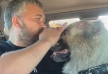 Житель Астаны выходил алабая, обгоревшего в пожаре