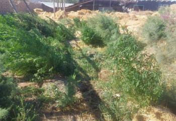 Қызылорда тұрғынның ауласынан 22 келіге жуық есірткі тәркіленді