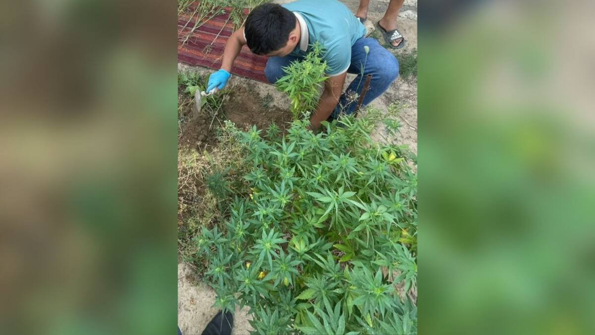 В Мангистауской области пенсионер выращивал для себя марихуану