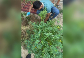 В Мангистауской области пенсионер выращивал для себя марихуану