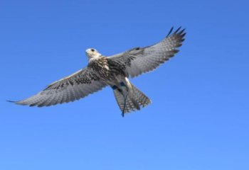 Акция по защите соколов проходит в Казахстане