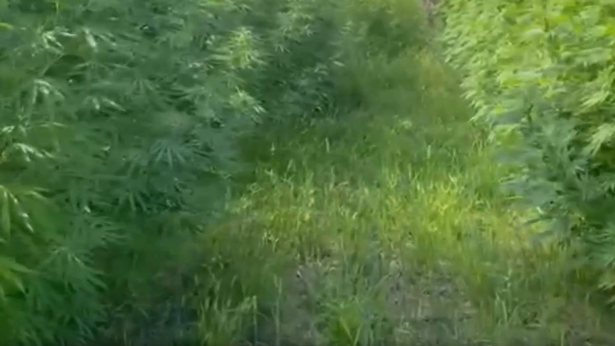 5 тонн наркотических растений изъяли у жителя Алматинской области