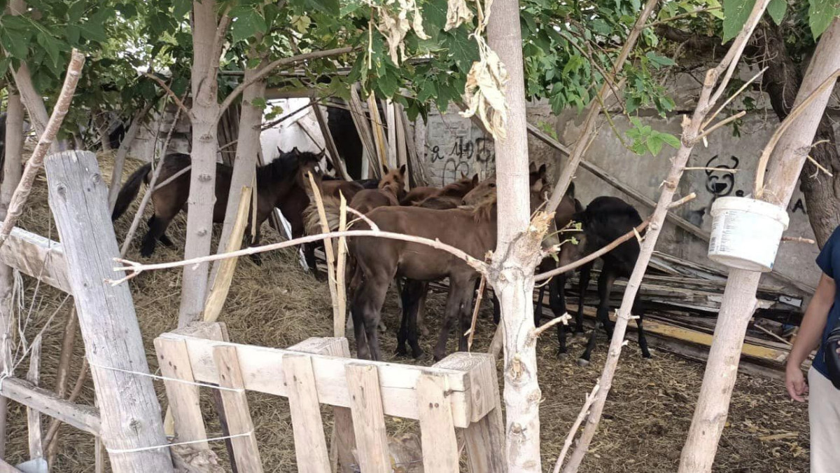 Лошадей на 11 млн тенге украли в Костанайской области