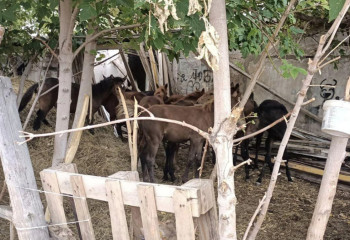 Лошадей на 11 млн тенге украли в Костанайской области