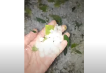 Шымкентте бұршақ жауды