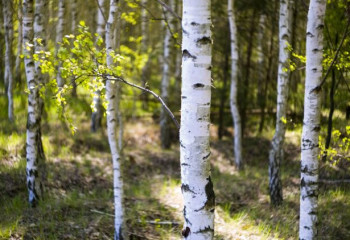 Қостанай облысында бойжеткен қайыңға асылып қалған