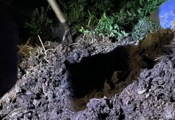 250 тысяч долларов спрятал в навозе вор в Алматы