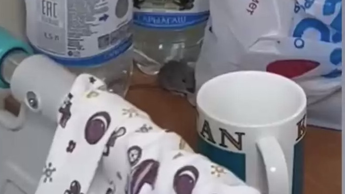  Видеодан кадр 