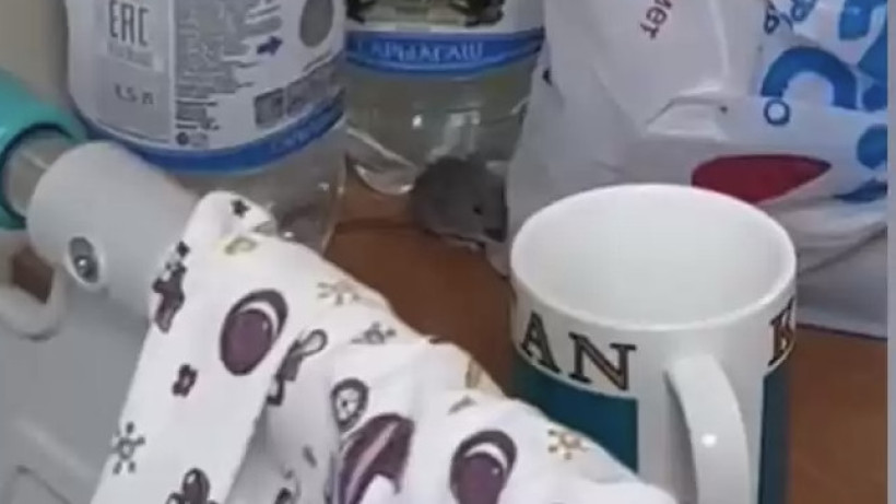  Видеодан кадр 