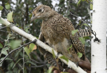 Елордада мыңға жуық қырғауыл еркіндікке жіберілді