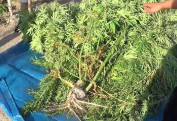 Ауыл тұрғынынан 30 келіге жуық есірткі табылды