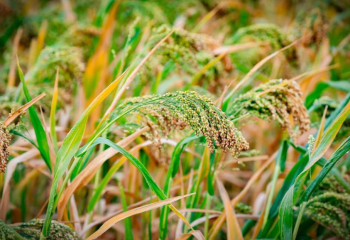 Ақтөбеліктер алғаш рет арпаның жаңа сұрпын өсірді