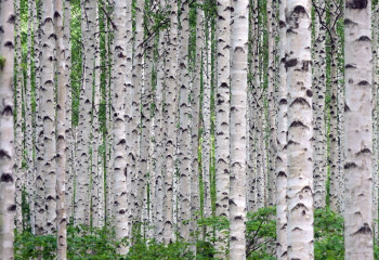 Қайың ағашын Еуроодаққа жолдайтын қазақстандық экспорттаушыларға үндеу жарияланды