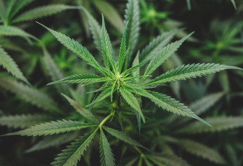 Шымкентская женщина после ссоры «сдала» мужа полиции, он получил срок в один год