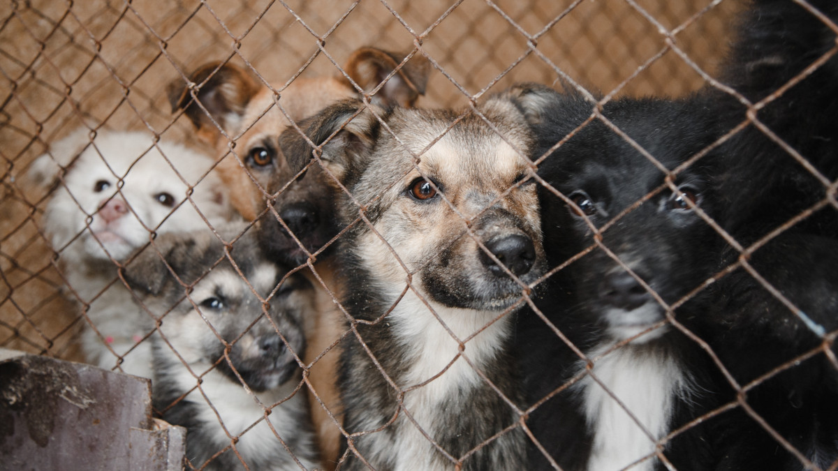 В Алматы стартует программа по бесплатной стерилизации домашних животных