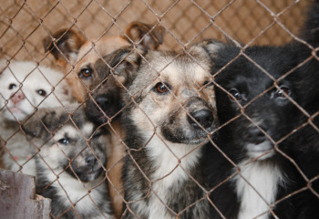 В Алматы стартует программа по бесплатной стерилизации домашних животных