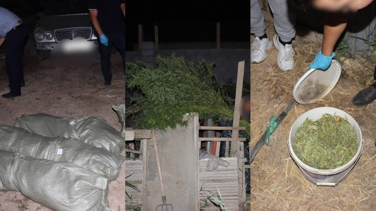 В Кызылорде обнаружен наркопосев на 36 кг