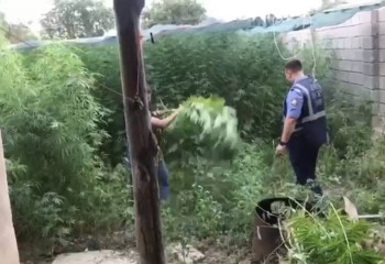 Беспилотник обнаружил плантацию конопли