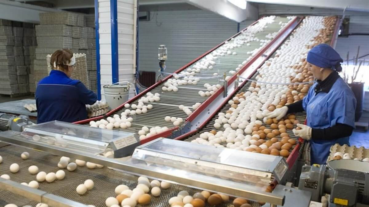 Две птицефабрики в СКО оштрафовали почти на 10 млн тенге