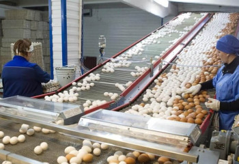 Две птицефабрики в СКО оштрафовали почти на 10 млн тенге