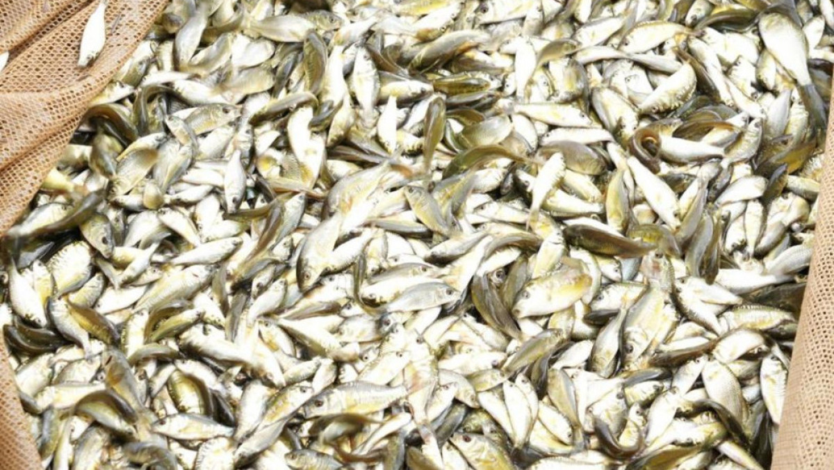  Астана қаласы әкімдігінің ресми сайты 