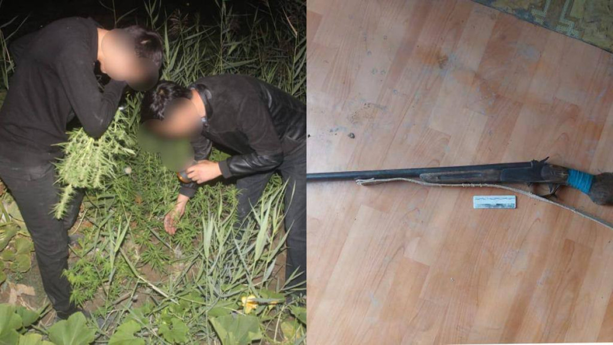В Кызылординской области обнаружены два наркопосева