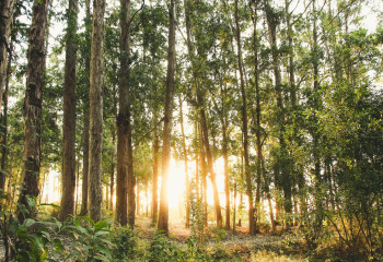 73-летний грибник прошёл 16 километров по лесу и сам вернулся домой, пока его искали полиция, родственники и волонтёры в Акмолинской области