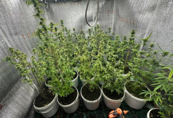 Житель Кентау превратил подвал в фитолабораторию по выращиванию наркотиков