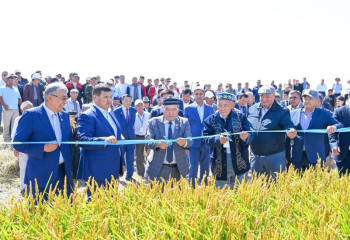 Сыр өңірінде күріш ору науқаны басталды