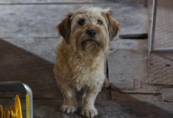 Когда в Павлодаре достроят приют для бездомных животных