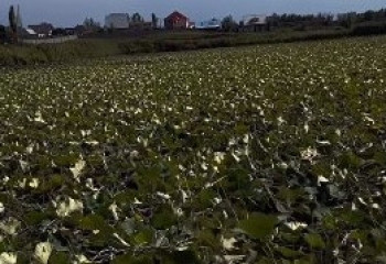 Путешественница ужаснулась тому, что стало с водоемом «Большой лотос» близ Алматы