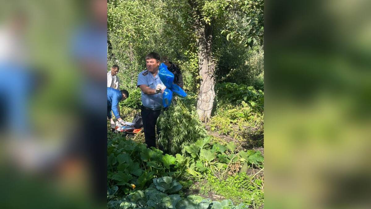 За выращивание марихуаны задержан 49-летний житель Текели