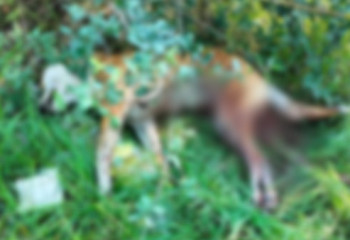 Неизвестные надругались над собакой в Рудном