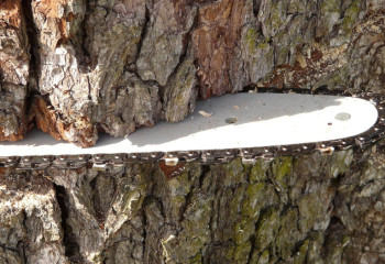 Умственно отсталого семиклассника случайно убил садовод во время работы