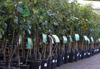 1,5 млн тенге на покупку саженцев выявил волонтер Атырау