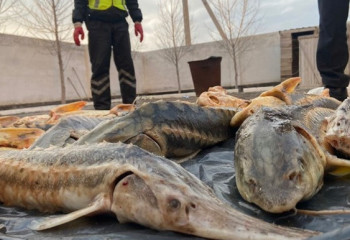 Елімізде биыл 10 мыңнан астам табиғатты қорғау заңнамасын бұзу фактісі анықталды