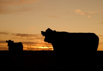 Вспышка бруцеллеза в Карагандинской области: есть заболевшие среди людей