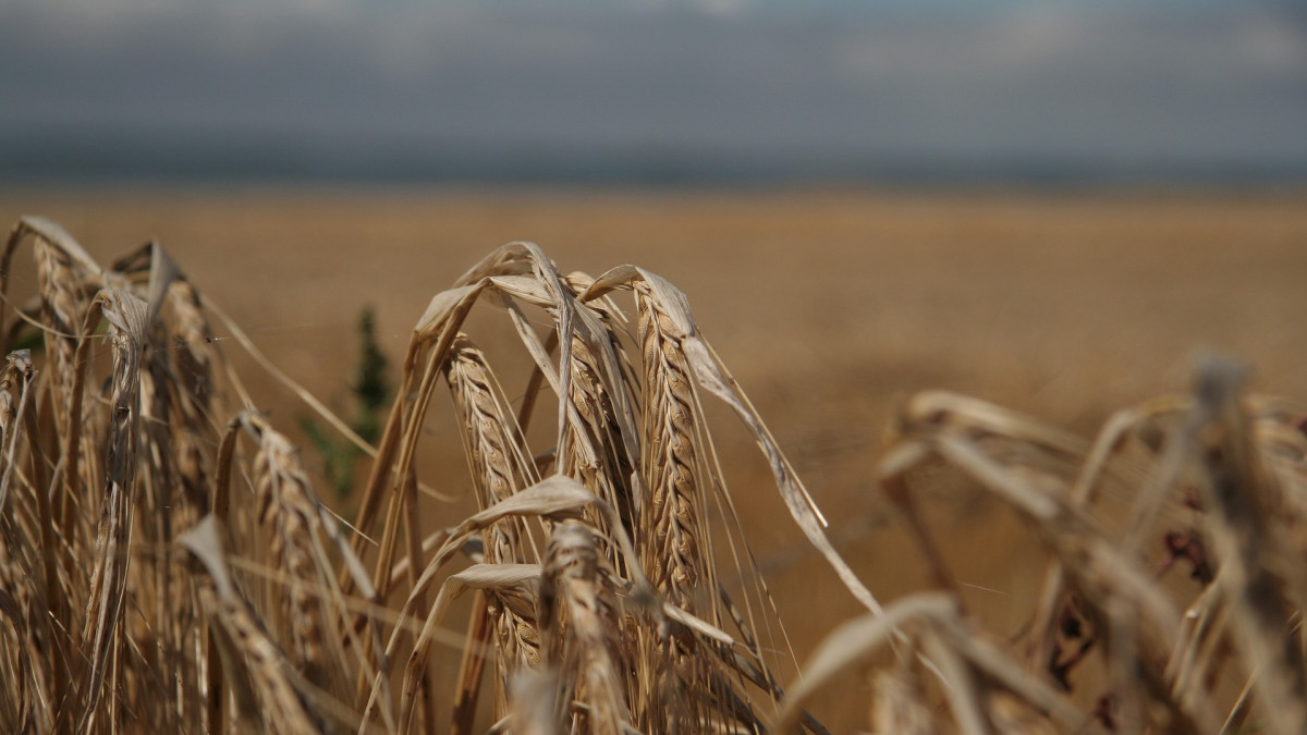 Дожди мешают костанайским аграриям убрать пшеницу