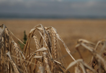 Дожди мешают костанайским аграриям убрать пшеницу
