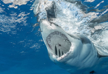 Мысырда акула бойжеткенге шабуыл жасады