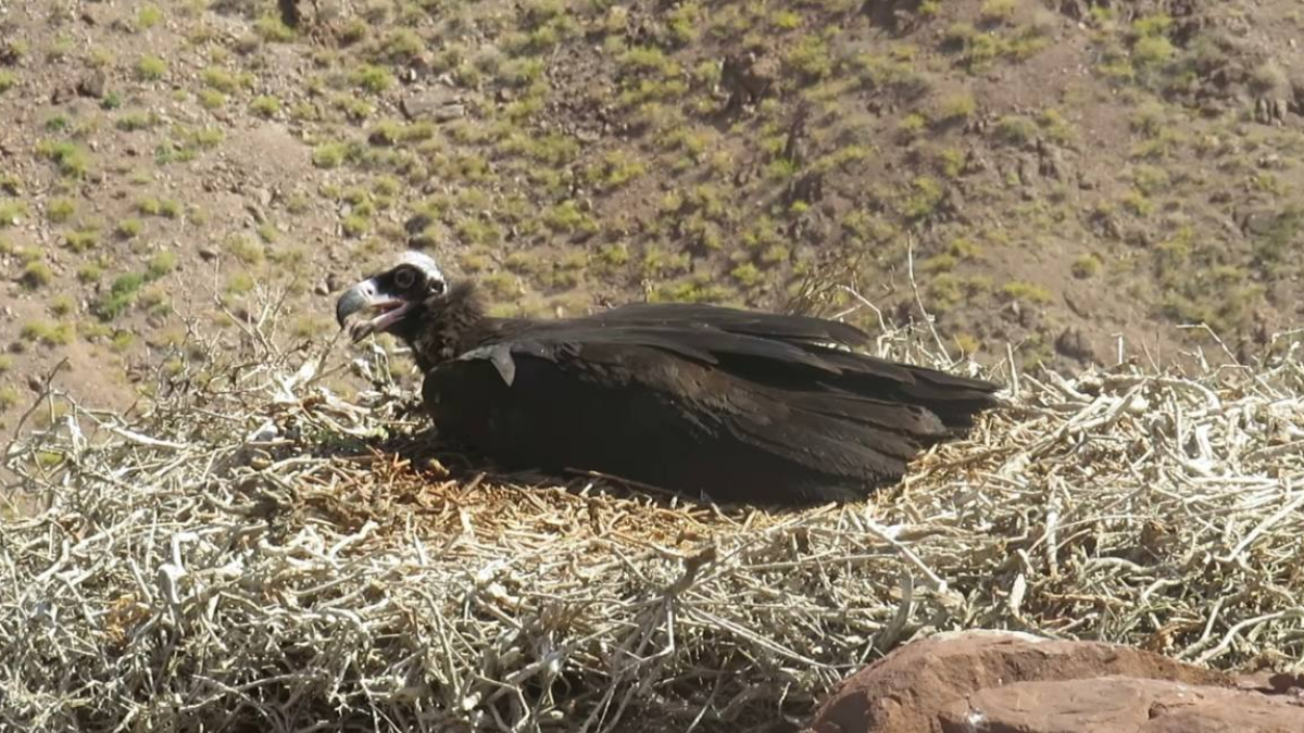 В национальном парке "Алтын-Эмель" найдено жилое гнездо черного грифа с птенцом