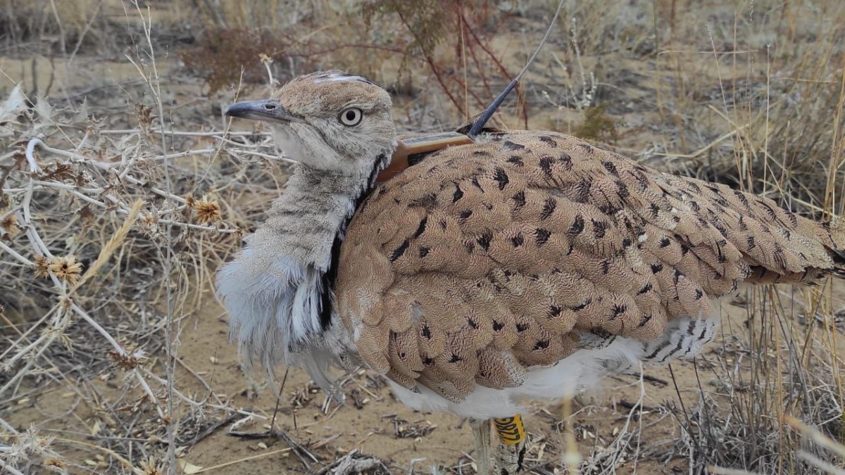 Уникальных птиц выпустили на волю для восстановления популяции в Казахстане