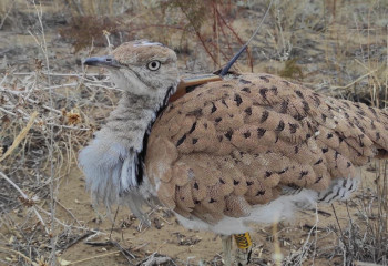 Уникальных птиц выпустили на волю для восстановления популяции в Казахстане