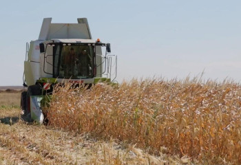 Абай облысында дәнді дақылдың 143,8 мың гектар алқабы жиналды