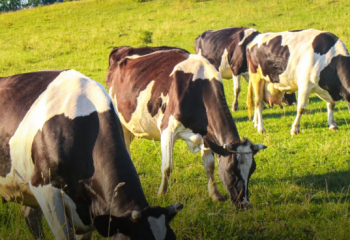 В Казахстане выросло поголовье сельхозживотных