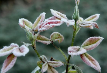 Заморозки ожидаются в Казахстане 16 сентября