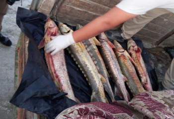 Маңғыстау облысында көлік жүргізушісі бекіремен ұсталды