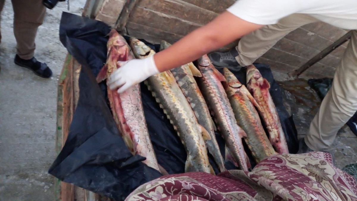  Ашық дереккөзден 